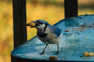 Siyah kolyeli canlı mavi ve beyaz bir Mavi Jay, parçalanmış fındıklı, desenli, buzlu bir yüzeyde dururken gagasında bir fıstık tutuyor. Cesur arka bahçe kuşu..