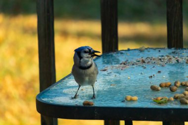 Parlak mavi tüyleri, siyah bir kolyesi ve ibikli kafası olan çarpıcı bir Mavi Jay dağınık fıstıklı, dokulu, buzlu bir masada duruyor. Cesur ziyaretçi..