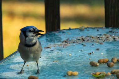 Parlak mavi tüyleri, siyah bir kolyesi ve ibikli kafası olan çarpıcı bir Mavi Jay dağınık fıstıklı, dokulu, buzlu bir masada duruyor. Cesur ziyaretçi..