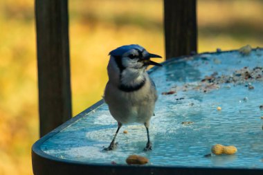 Parlak mavi tüyleri, siyah bir kolyesi ve ibikli kafası olan çarpıcı bir Mavi Jay dağınık fıstıklı, dokulu, buzlu bir masada duruyor. Cesur ziyaretçi..