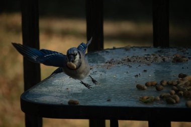 Mavi alakarga uçuyor, kanatları açık, gagasında bir fıstıkla fındık ve tohumlarla dolu buzlu bir masaya yaklaşıyor. Dinamik kentsel vahşi yaşam çekimi.