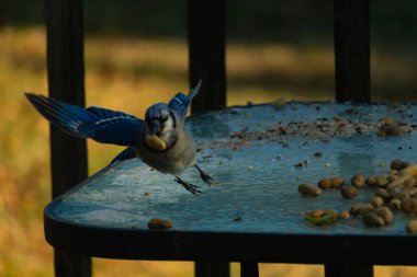 Mavi alakarga uçuyor, kanatları açık, gagasında bir fıstıkla fındık ve tohumlarla dolu buzlu bir masaya yaklaşıyor. Dinamik kentsel vahşi yaşam çekimi.