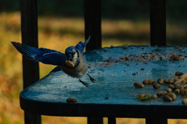 Mavi alakarga uçuyor, kanatları açık, gagasında bir fıstıkla fındık ve tohumlarla dolu buzlu bir masaya yaklaşıyor. Dinamik kentsel vahşi yaşam çekimi.