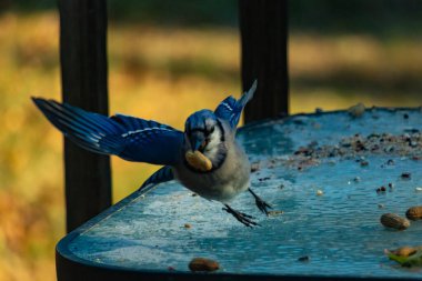 Mavi alakarga uçuyor, kanatları açık, gagasında bir fıstıkla fındık ve tohumlarla dolu buzlu bir masaya yaklaşıyor. Dinamik kentsel vahşi yaşam çekimi.