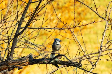 Çarpıcı mavi bir karga, yıpranmış bir dala tünemişti. Mavi tüyleri, bulanık, altın arkaplana karşıydı. Doğal güzellik huzurlu bir anda yakalanır..