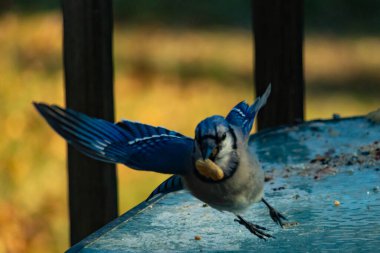 Mavi alakarga uçuyor, kanatları açık, gagasında bir fıstıkla fındık ve tohumlarla dolu buzlu bir masaya yaklaşıyor. Dinamik kentsel vahşi yaşam çekimi.
