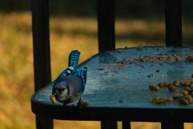 Gagasında yer fıstığı olan canlı mavi bir alakarga, tohumlar ve fındıklarla dağılmış buzlu cam bir masanın üzerinde duruyor. Kışın şehir yaban hayatı. Yakın plan..
