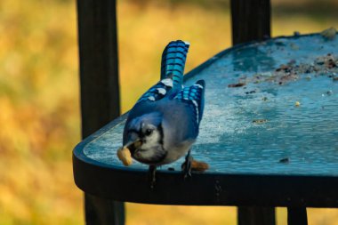 Gagasında yer fıstığı olan canlı mavi bir alakarga, tohumlar ve fındıklarla dağılmış buzlu cam bir masanın üzerinde duruyor. Kışın şehir yaban hayatı. Yakın plan..