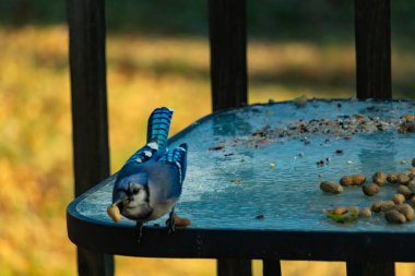 Gagasında yer fıstığı olan canlı mavi bir alakarga, tohumlar ve fındıklarla dağılmış buzlu cam bir masanın üzerinde duruyor. Kışın şehir yaban hayatı. Yakın plan..