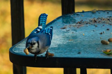 Gagasında yer fıstığı olan canlı mavi bir alakarga, tohumlar ve fındıklarla dağılmış buzlu cam bir masanın üzerinde duruyor. Kışın şehir yaban hayatı. Yakın plan..