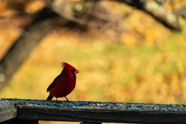 Resim çekildiğinde güzel kardinal güvertenin kahverengi ahşap kalasındaydı. Bu bir erkek kuş, parlak kırmızı renginden anlayabilirsin. Kuş, yemek için dışarı çıktı ve her yerde kuş yemi var..