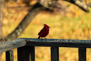 Resim çekildiğinde güzel kardinal güvertenin kahverengi ahşap kalasındaydı. Bu bir erkek kuş, parlak kırmızı renginden anlayabilirsin. Kuş, yemek için dışarı çıktı ve her yerde kuş yemi var..