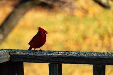 Resim çekildiğinde güzel kardinal güvertenin kahverengi ahşap kalasındaydı. Bu bir erkek kuş, parlak kırmızı renginden anlayabilirsin. Kuş, yemek için dışarı çıktı ve her yerde kuş yemi var..
