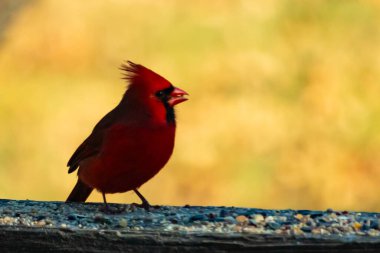 Resim çekildiğinde güzel kardinal güvertenin kahverengi ahşap kalasındaydı. Bu bir erkek kuş, parlak kırmızı renginden anlayabilirsin. Kuş, yemek için dışarı çıktı ve her yerde kuş yemi var..