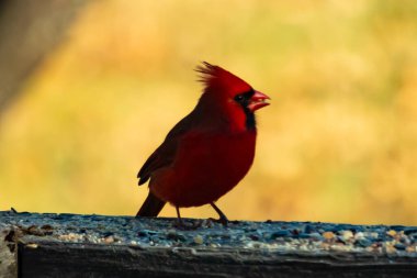 Resim çekildiğinde güzel kardinal güvertenin kahverengi ahşap kalasındaydı. Bu bir erkek kuş, parlak kırmızı renginden anlayabilirsin. Kuş, yemek için dışarı çıktı ve her yerde kuş yemi var..