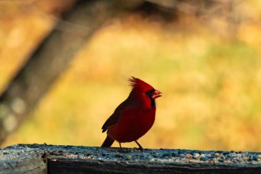 Resim çekildiğinde güzel kardinal güvertenin kahverengi ahşap kalasındaydı. Bu bir erkek kuş, parlak kırmızı renginden anlayabilirsin. Kuş, yemek için dışarı çıktı ve her yerde kuş yemi var..
