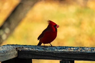 Resim çekildiğinde güzel kardinal güvertenin kahverengi ahşap kalasındaydı. Bu bir erkek kuş, parlak kırmızı renginden anlayabilirsin. Kuş, yemek için dışarı çıktı ve her yerde kuş yemi var..