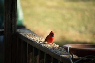 Resim çekildiğinde güzel kardinal güvertenin kahverengi ahşap kalasındaydı. Bu bir erkek kuş, parlak kırmızı renginden anlayabilirsin. Kuş, yemek için dışarı çıktı ve her yerde kuş yemi var..