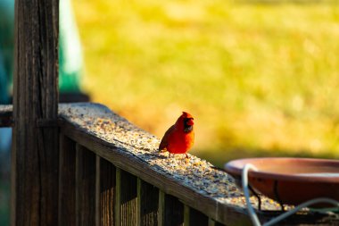 Resim çekildiğinde güzel kardinal güvertenin kahverengi ahşap kalasındaydı. Bu bir erkek kuş, parlak kırmızı renginden anlayabilirsin. Kuş, yemek için dışarı çıktı ve her yerde kuş yemi var..