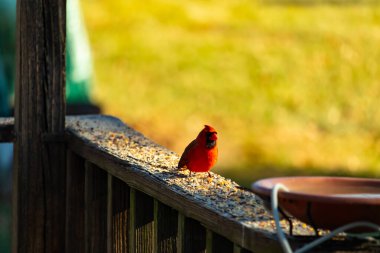 Resim çekildiğinde güzel kardinal güvertenin kahverengi ahşap kalasındaydı. Bu bir erkek kuş, parlak kırmızı renginden anlayabilirsin. Kuş, yemek için dışarı çıktı ve her yerde kuş yemi var..