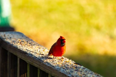 Resim çekildiğinde güzel kardinal güvertenin kahverengi ahşap kalasındaydı. Bu bir erkek kuş, parlak kırmızı renginden anlayabilirsin. Kuş, yemek için dışarı çıktı ve her yerde kuş yemi var..