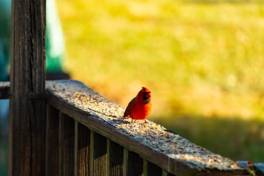 Resim çekildiğinde güzel kardinal güvertenin kahverengi ahşap kalasındaydı. Bu bir erkek kuş, parlak kırmızı renginden anlayabilirsin. Kuş, yemek için dışarı çıktı ve her yerde kuş yemi var..