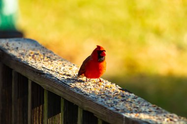 Resim çekildiğinde güzel kardinal güvertenin kahverengi ahşap kalasındaydı. Bu bir erkek kuş, parlak kırmızı renginden anlayabilirsin. Kuş, yemek için dışarı çıktı ve her yerde kuş yemi var..
