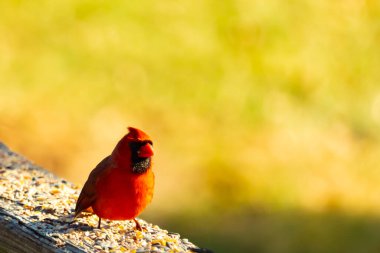 Resim çekildiğinde güzel kardinal güvertenin kahverengi ahşap kalasındaydı. Bu bir erkek kuş, parlak kırmızı renginden anlayabilirsin. Kuş, yemek için dışarı çıktı ve her yerde kuş yemi var..