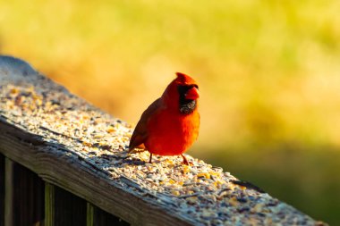 Resim çekildiğinde güzel kardinal güvertenin kahverengi ahşap kalasındaydı. Bu bir erkek kuş, parlak kırmızı renginden anlayabilirsin. Kuş, yemek için dışarı çıktı ve her yerde kuş yemi var..