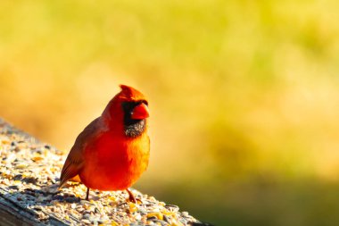 Resim çekildiğinde güzel kardinal güvertenin kahverengi ahşap kalasındaydı. Bu bir erkek kuş, parlak kırmızı renginden anlayabilirsin. Kuş, yemek için dışarı çıktı ve her yerde kuş yemi var..