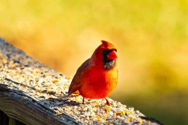 Resim çekildiğinde güzel kardinal güvertenin kahverengi ahşap kalasındaydı. Bu bir erkek kuş, parlak kırmızı renginden anlayabilirsin. Kuş, yemek için dışarı çıktı ve her yerde kuş yemi var..