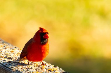 Resim çekildiğinde güzel kardinal güvertenin kahverengi ahşap kalasındaydı. Bu bir erkek kuş, parlak kırmızı renginden anlayabilirsin. Kuş, yemek için dışarı çıktı ve her yerde kuş yemi var..