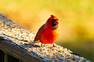 Resim çekildiğinde güzel kardinal güvertenin kahverengi ahşap kalasındaydı. Bu bir erkek kuş, parlak kırmızı renginden anlayabilirsin. Kuş, yemek için dışarı çıktı ve her yerde kuş yemi var..