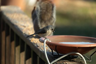 Yumuşak gri tüylü çekici bir Titmouse ve kuş banyosunun kenarındaki paslı bir yama. Tatlı arka bahçe vahşi yaşam anı.