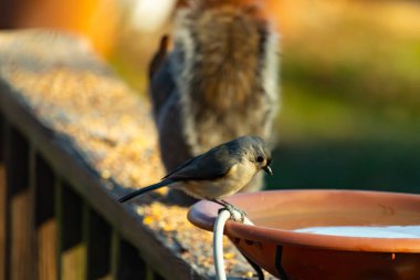 Yumuşak gri tüylü çekici bir Titmouse ve kuş banyosunun kenarındaki paslı bir yama. Tatlı arka bahçe vahşi yaşam anı.
