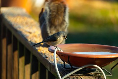 Yumuşak gri tüylü çekici bir Titmouse ve kuş banyosunun kenarındaki paslı bir yama. Tatlı arka bahçe vahşi yaşam anı.