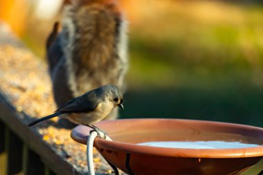 Yumuşak gri tüylü çekici bir Titmouse ve kuş banyosunun kenarındaki paslı bir yama. Tatlı arka bahçe vahşi yaşam anı.