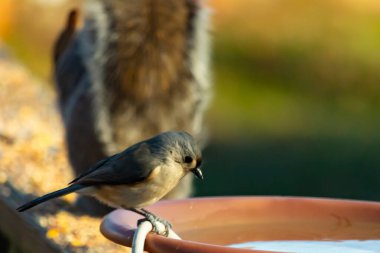 Yumuşak gri tüylü çekici bir Titmouse ve kuş banyosunun kenarındaki paslı bir yama. Tatlı arka bahçe vahşi yaşam anı.