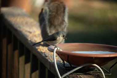 Yumuşak gri tüylü çekici bir Titmouse ve kuş banyosunun kenarındaki paslı bir yama. Tatlı arka bahçe vahşi yaşam anı.