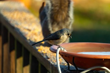 Yumuşak gri tüylü çekici bir Titmouse ve kuş banyosunun kenarındaki paslı bir yama. Tatlı arka bahçe vahşi yaşam anı.