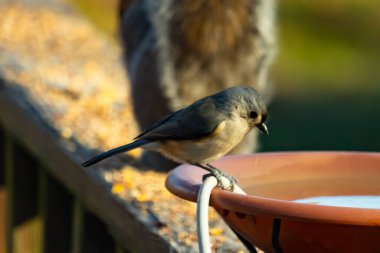 Yumuşak gri tüylü çekici bir Titmouse ve kuş banyosunun kenarındaki paslı bir yama. Tatlı arka bahçe vahşi yaşam anı.