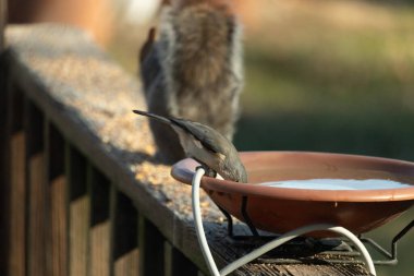 Beyaz göğüslü, gri sırtı ve beyaz yüzlü küçük bir Nuthatch canlı turuncu bir kuş banyosundan su içmek için eğiliyor. Aktif arka bahçe kuş yaşamı.
