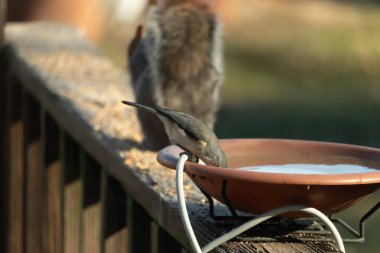 Beyaz göğüslü, gri sırtı ve beyaz yüzlü küçük bir Nuthatch canlı turuncu bir kuş banyosundan su içmek için eğiliyor. Aktif arka bahçe kuş yaşamı.