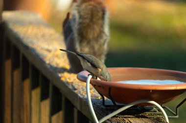 Beyaz göğüslü, gri sırtı ve beyaz yüzlü küçük bir Nuthatch canlı turuncu bir kuş banyosundan su içmek için eğiliyor. Aktif arka bahçe kuş yaşamı.