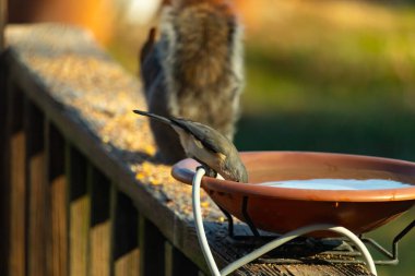 Beyaz göğüslü, gri sırtı ve beyaz yüzlü küçük bir Nuthatch canlı turuncu bir kuş banyosundan su içmek için eğiliyor. Aktif arka bahçe kuş yaşamı.