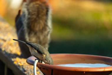 Beyaz göğüslü, gri sırtı ve beyaz yüzlü küçük bir Nuthatch canlı turuncu bir kuş banyosundan su içmek için eğiliyor. Aktif arka bahçe kuş yaşamı.