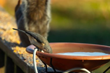 Beyaz göğüslü, gri sırtı ve beyaz yüzlü küçük bir Nuthatch canlı turuncu bir kuş banyosundan su içmek için eğiliyor. Aktif arka bahçe kuş yaşamı.