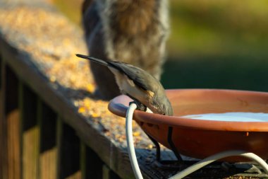Beyaz göğüslü, gri sırtı ve beyaz yüzlü küçük bir Nuthatch canlı turuncu bir kuş banyosundan su içmek için eğiliyor. Aktif arka bahçe kuş yaşamı.