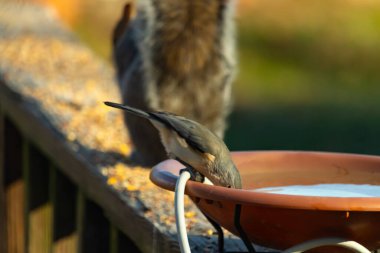 Beyaz göğüslü, gri sırtı ve beyaz yüzlü küçük bir Nuthatch canlı turuncu bir kuş banyosundan su içmek için eğiliyor. Aktif arka bahçe kuş yaşamı.