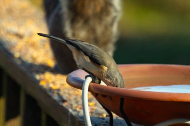 Beyaz göğüslü, gri sırtı ve beyaz yüzlü küçük bir Nuthatch canlı turuncu bir kuş banyosundan su içmek için eğiliyor. Aktif arka bahçe kuş yaşamı.